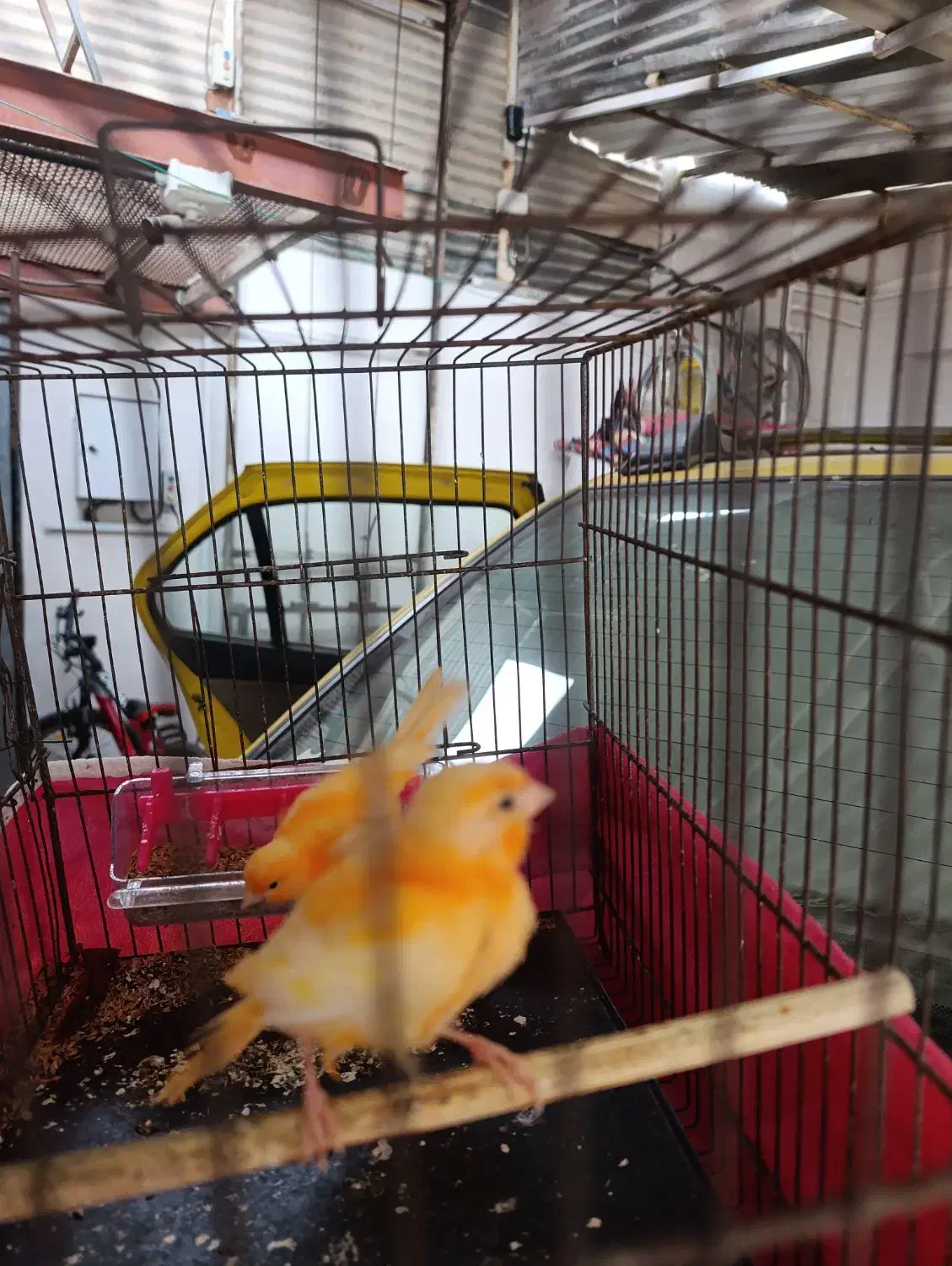 قناری سرخ|پرنده|رامهرمز, |دیوار