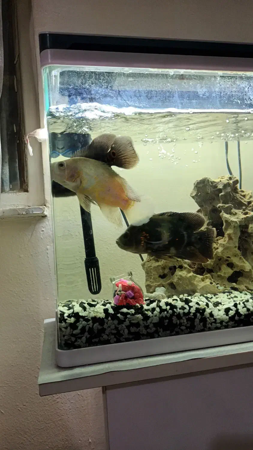 ماهی اسکار|ماهی|باغستان, |دیوار