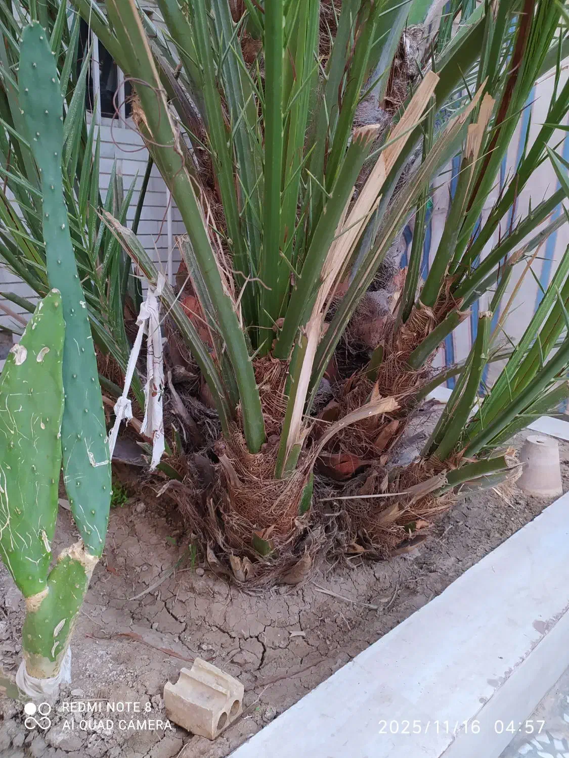 بچه نخل برحی|گل و گیاه طبیعی|بندر ماهشهر, |دیوار