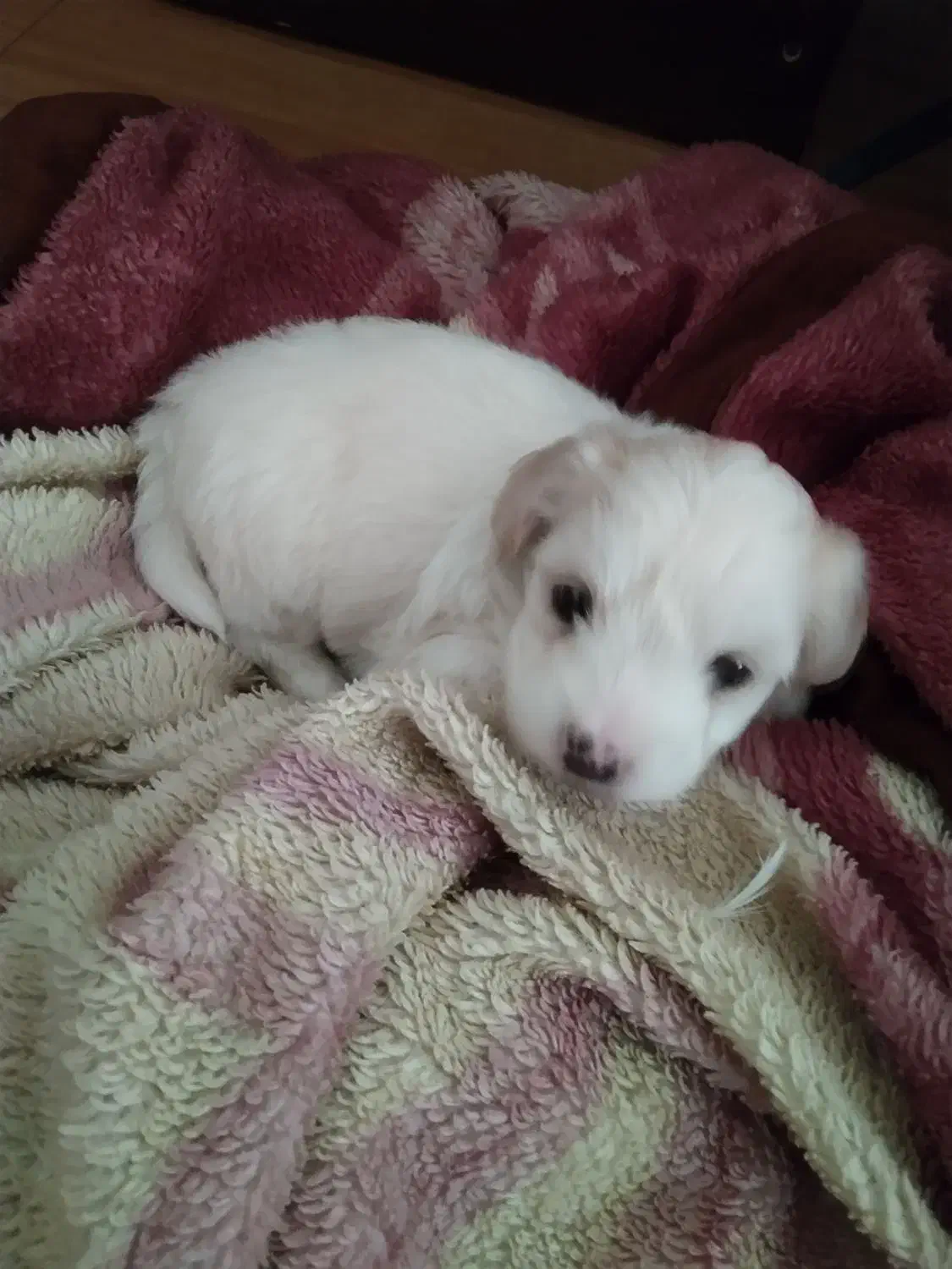 توله سگ نوزاد نژاد مالتیز و شیتزو|سگ|شهریار, شهرک مصطفی خمینی|دیوار