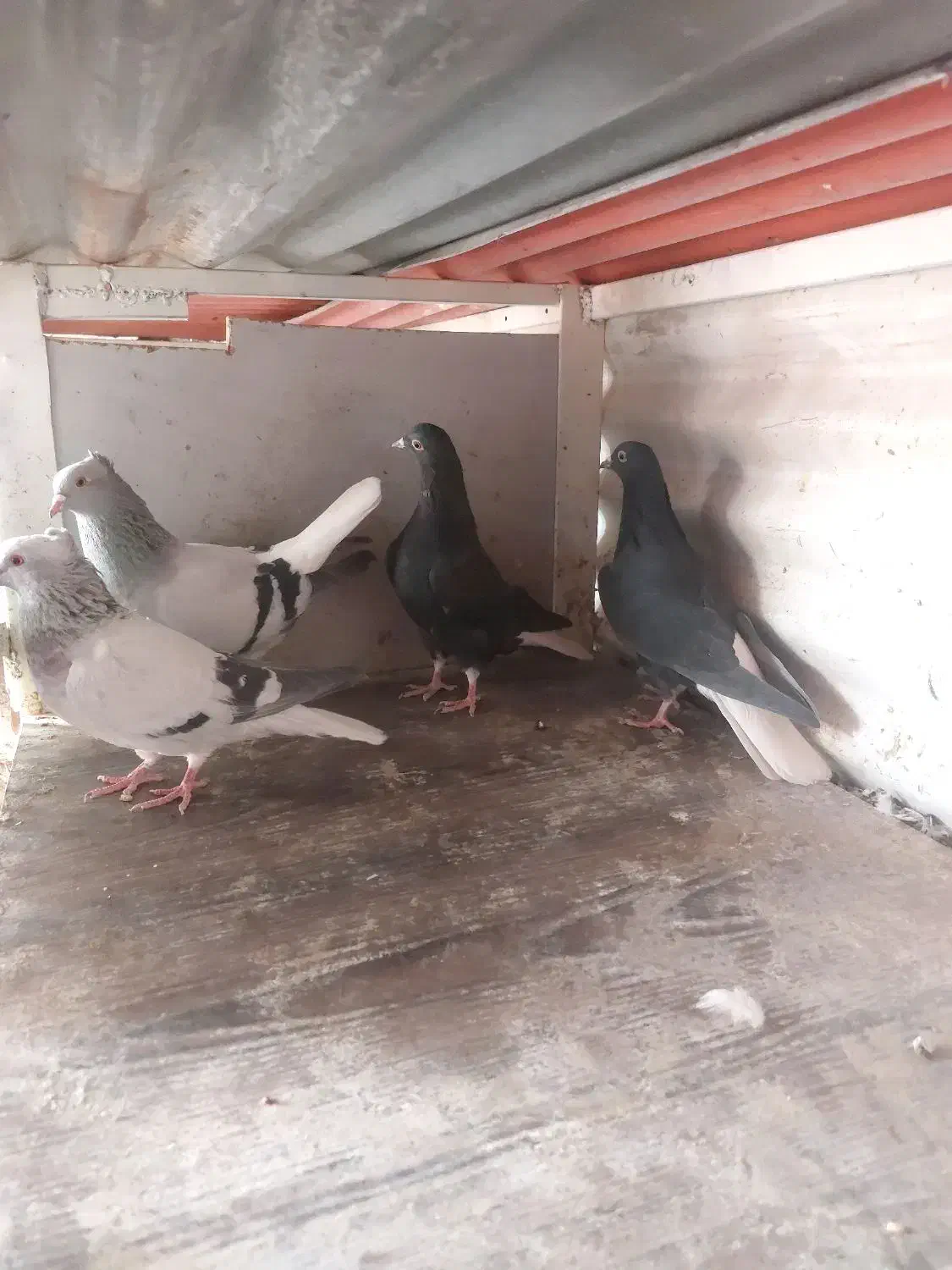 کبوتر رنگی|حیوانات|چهاردانگه (تهران), |دیوار