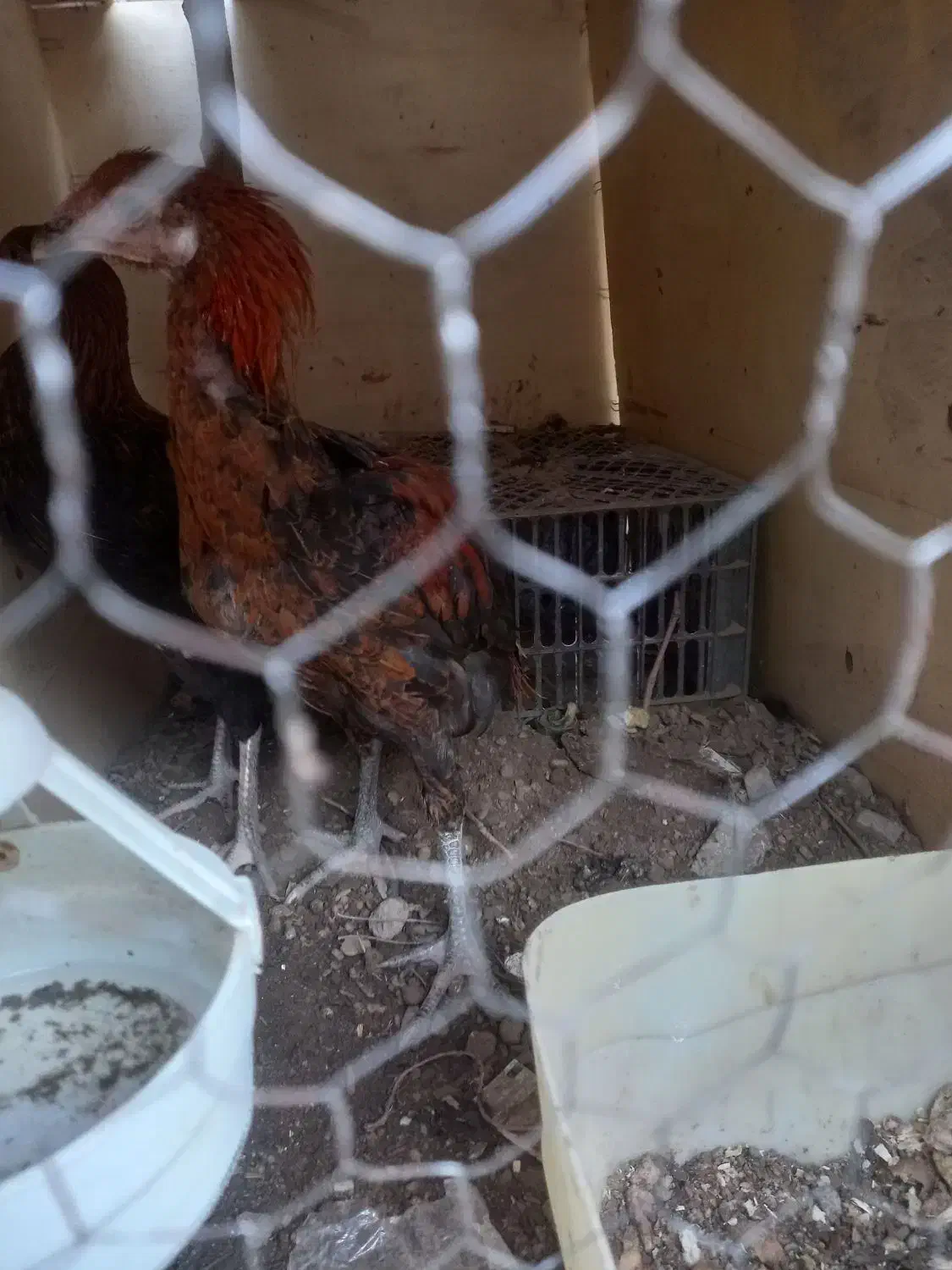 جوجه خروس لاری|حیوانات مزرعه|مشهد, امیریه|دیوار