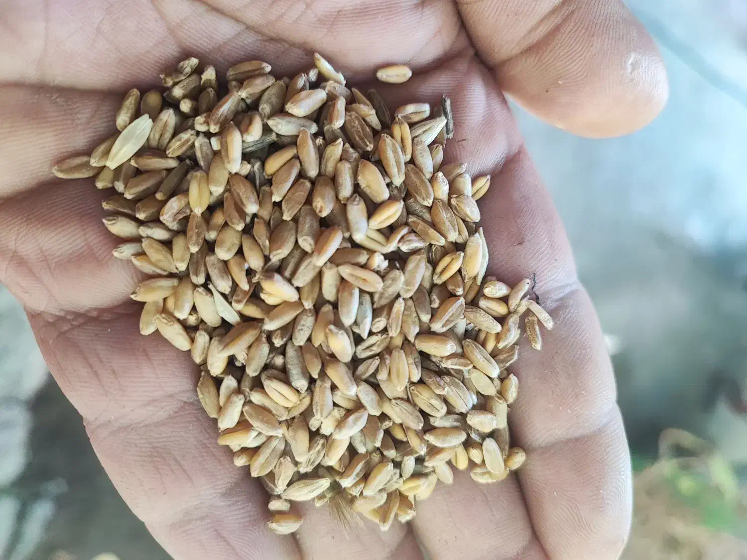 گندم قرمز|گل و گیاه طبیعی|اردبیل, |دیوار