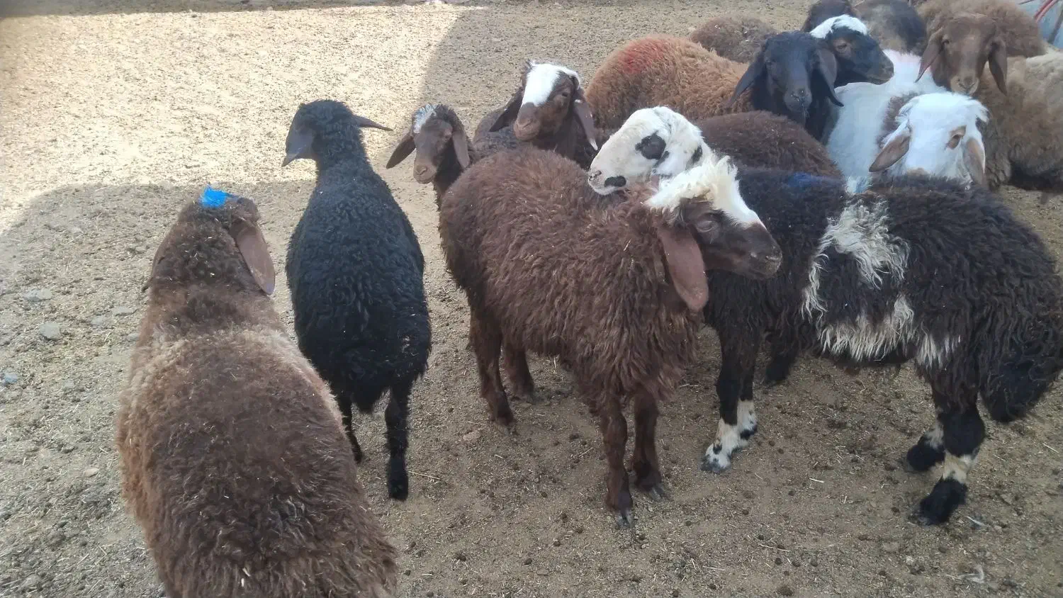 بره نر|حیوانات مزرعه|رضویه, |دیوار