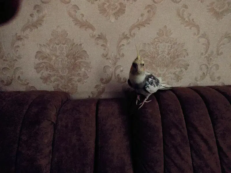 عروس هلندی گمشده|حیوانات|قشم, |دیوار