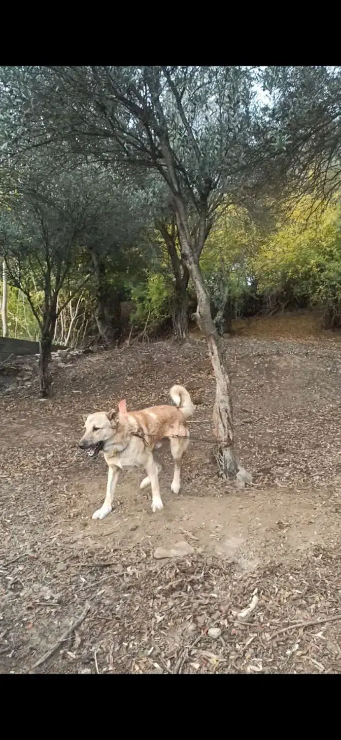 سگ سرابی|سگ|رستمآباد, |دیوار