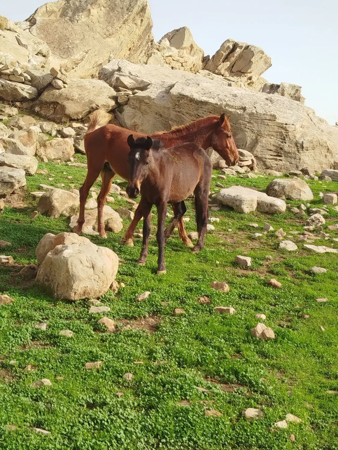 رمه عشایری|اسب و تجهیزات اسب‌سواری|مریوان, |دیوار