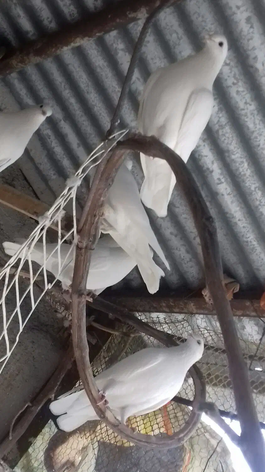 فروش کبوتر|پرنده|کردکوی, |دیوار