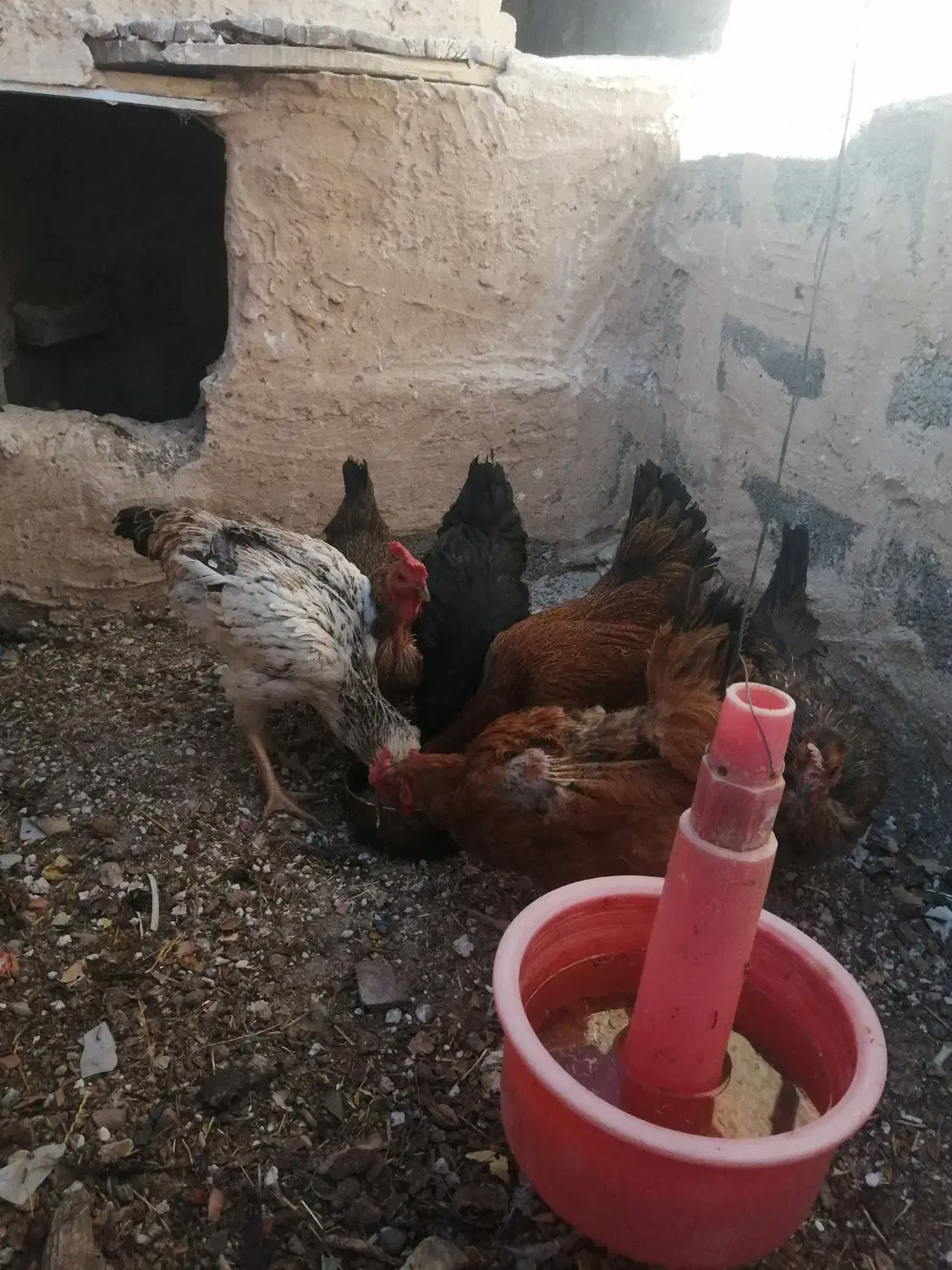 مرغ|حیوانات مزرعه|سرایان, |دیوار