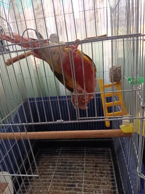 طوطی گرنچیک|پرنده|نهاوند, |دیوار