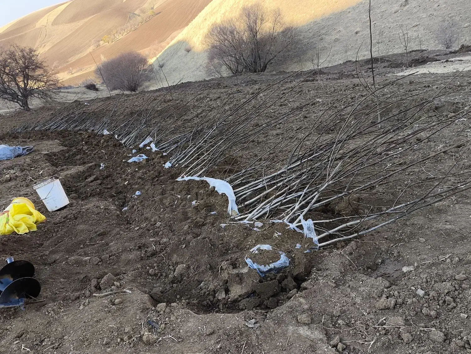 نهال گردو|گل و گیاه طبیعی|مهاباد (آذربایجان غربی), |دیوار