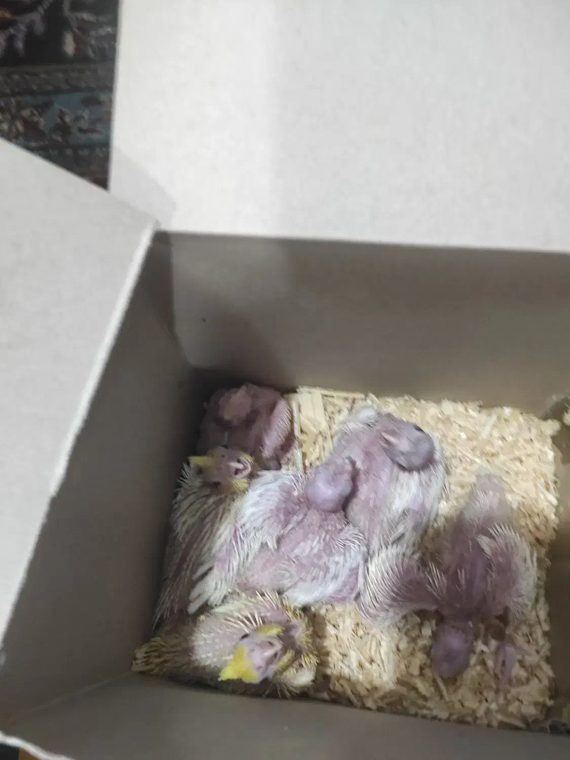 جوجه عروس هلندی|پرنده|برازجان, |دیوار