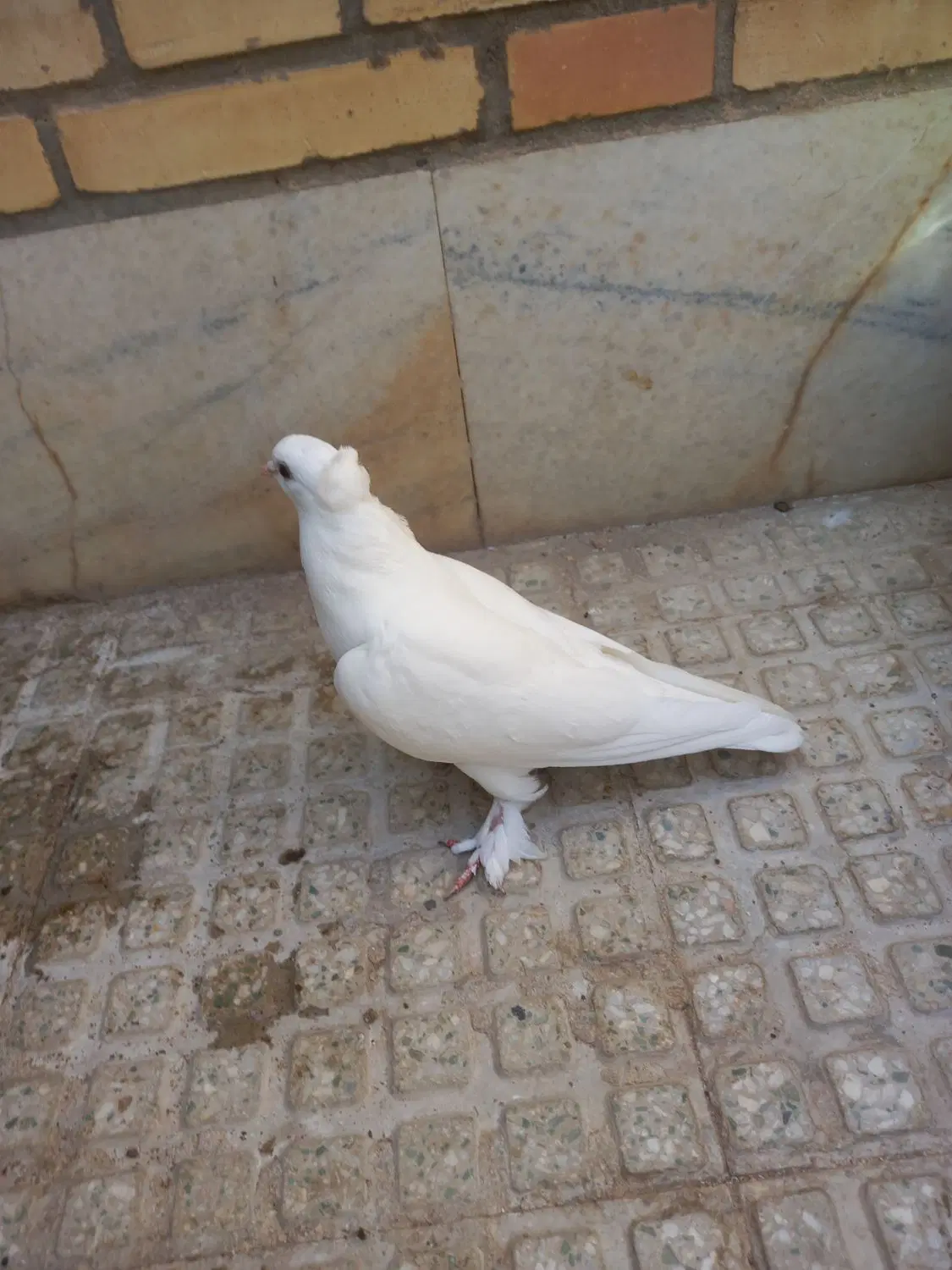 پرنده|پرنده|تفت, |دیوار