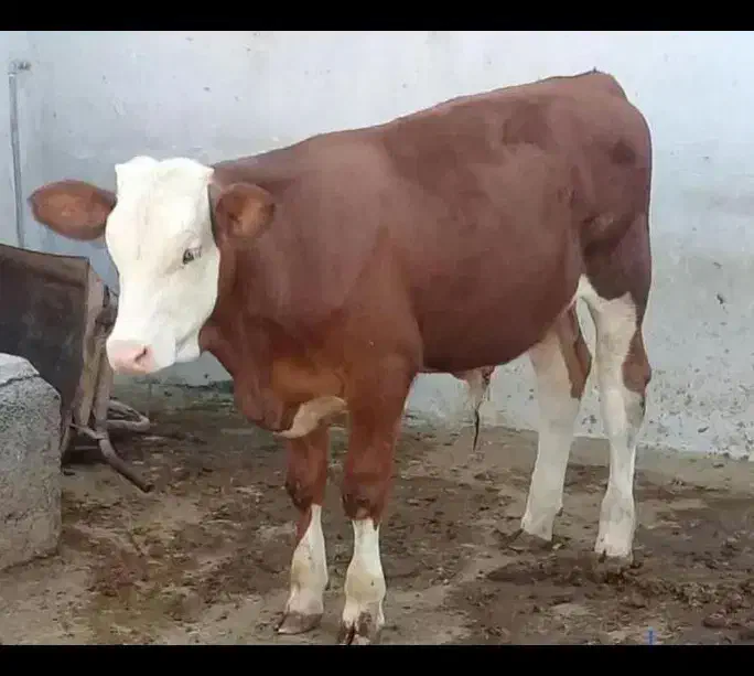 تهیه انواع گوساله های سیمینتال و هلشتاین دورگ محلی|حیوانات مزرعه|بندر ترکمن, |دیوار