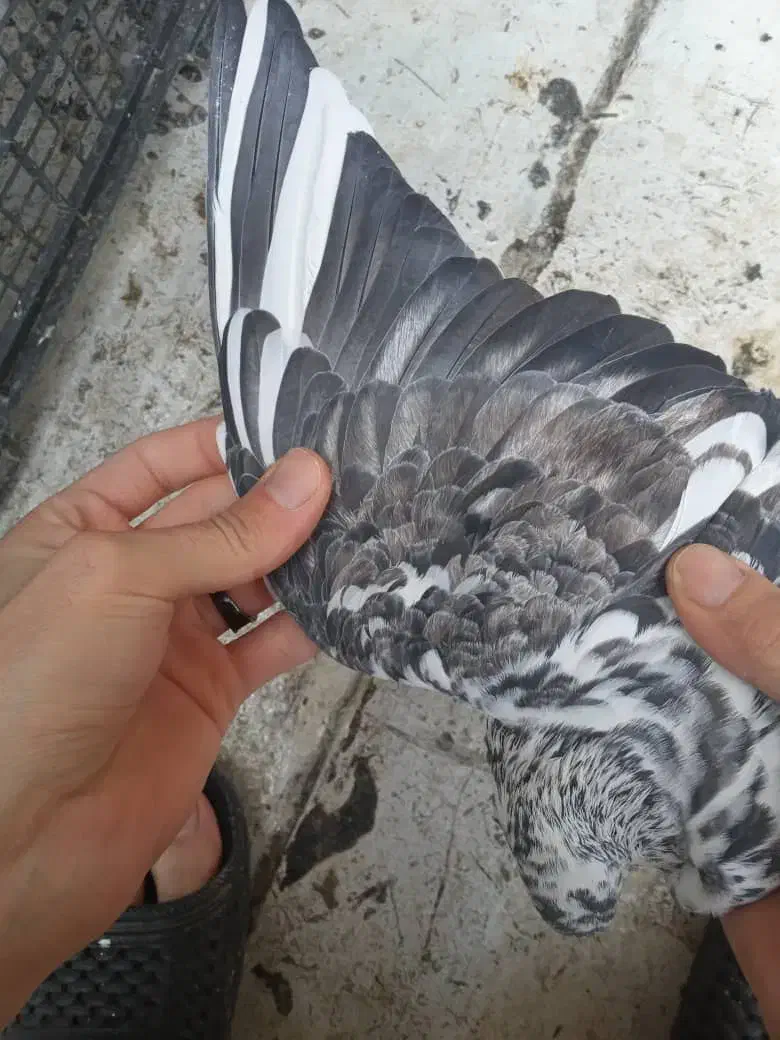 کبوتر کفتر|پرنده|پاکدشت, پاکدشت (مامازند)|دیوار