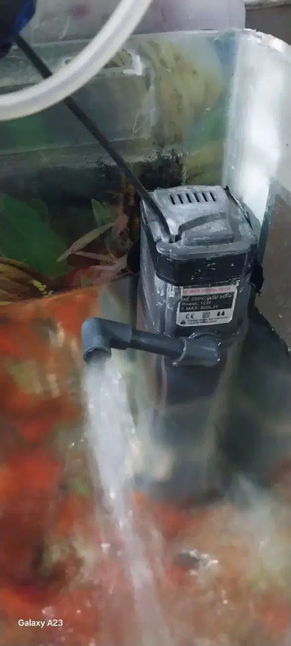 آکواریوم|ماهی|چگنی, |دیوار