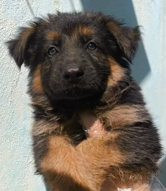 سگ ژرمن دو رنگ رکس پلیسی|سگ|کرج, مهرویلا جنوبی|دیوار