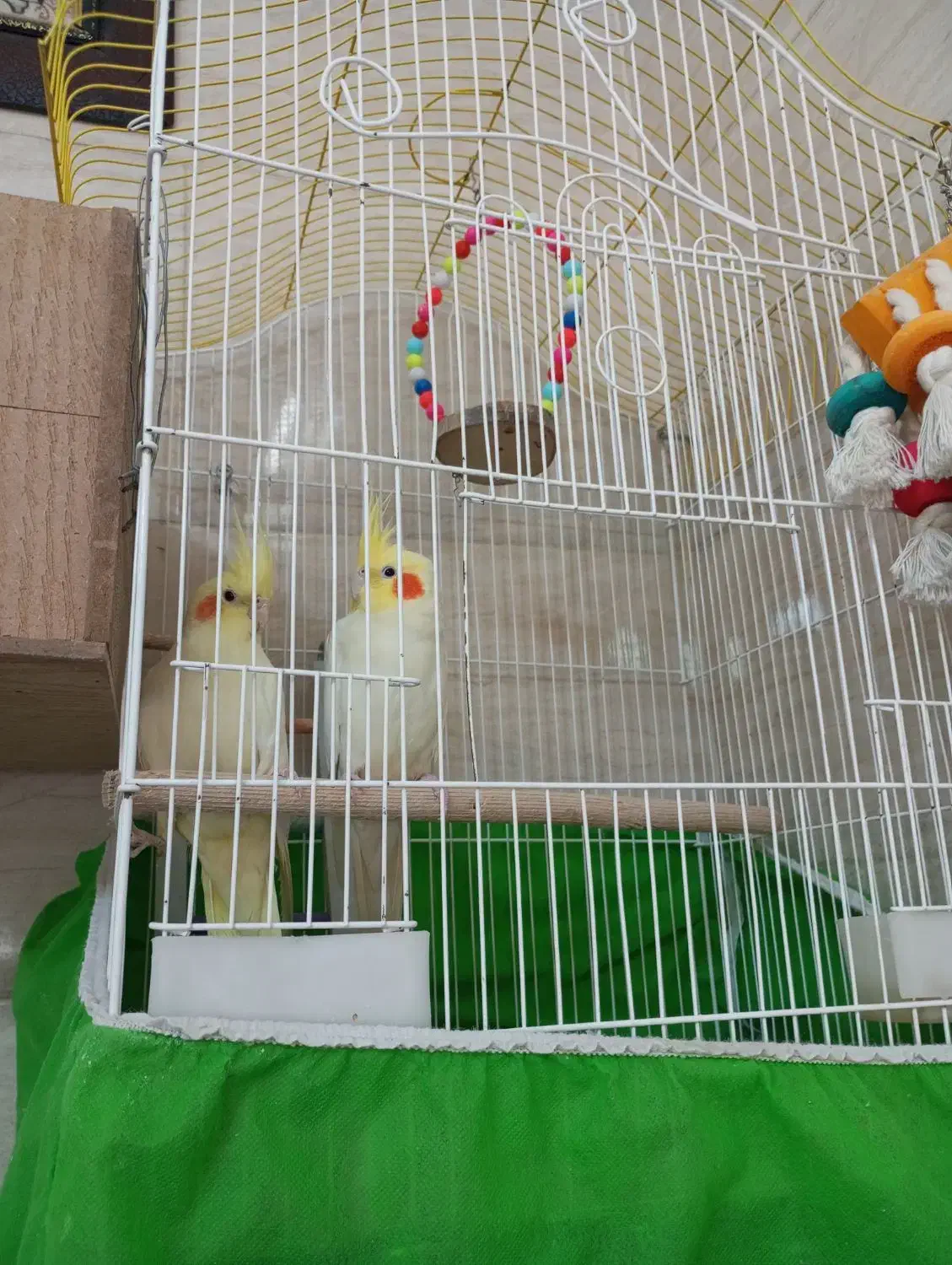 عروس هلندی|پرنده|قم, شاه ابراهیم|دیوار