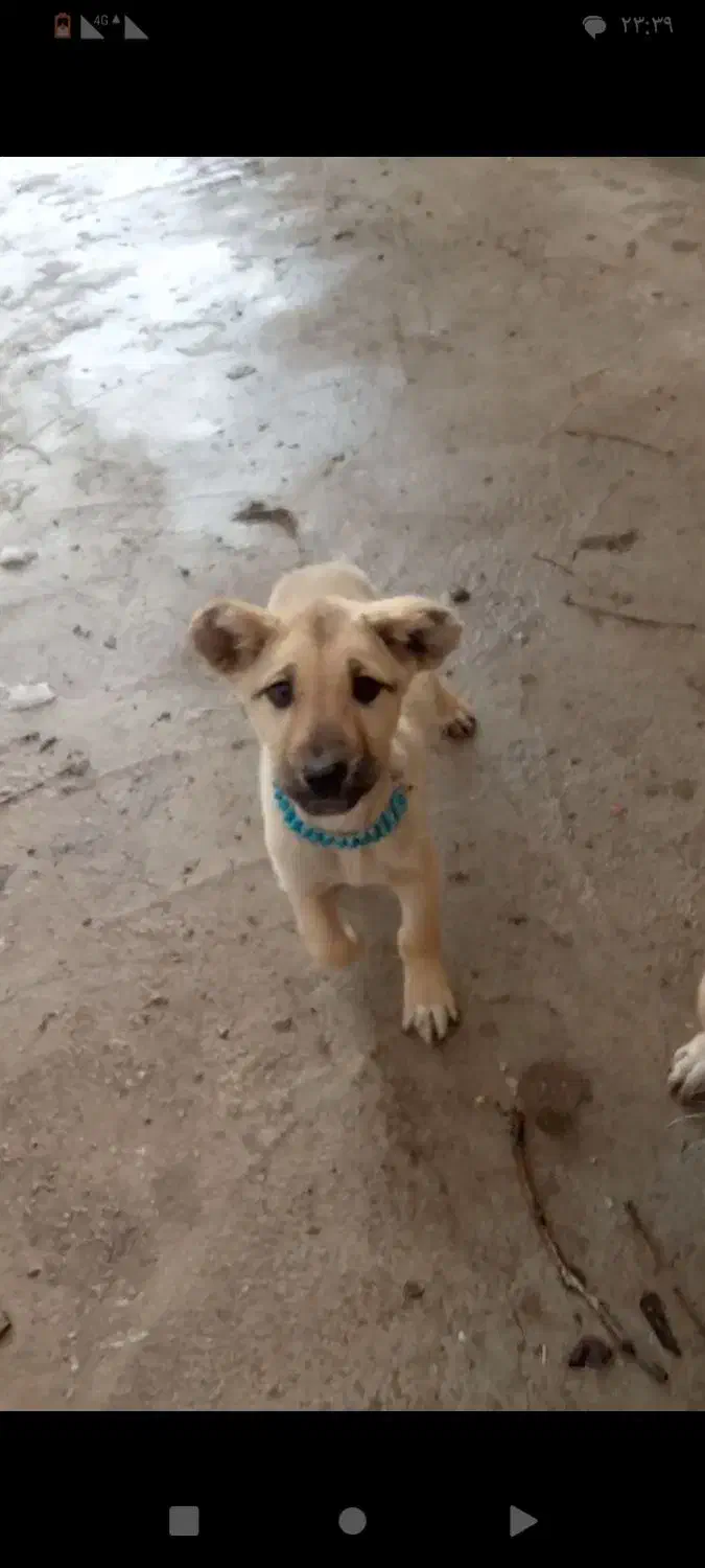 توله زدیده شده|حیوانات|شاهین دژ, |دیوار