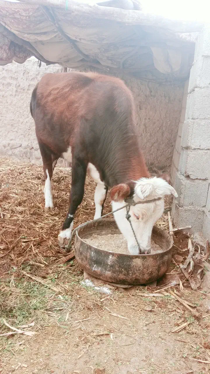 کوک بهای خوب|حیوانات مزرعه|بیرک, |دیوار