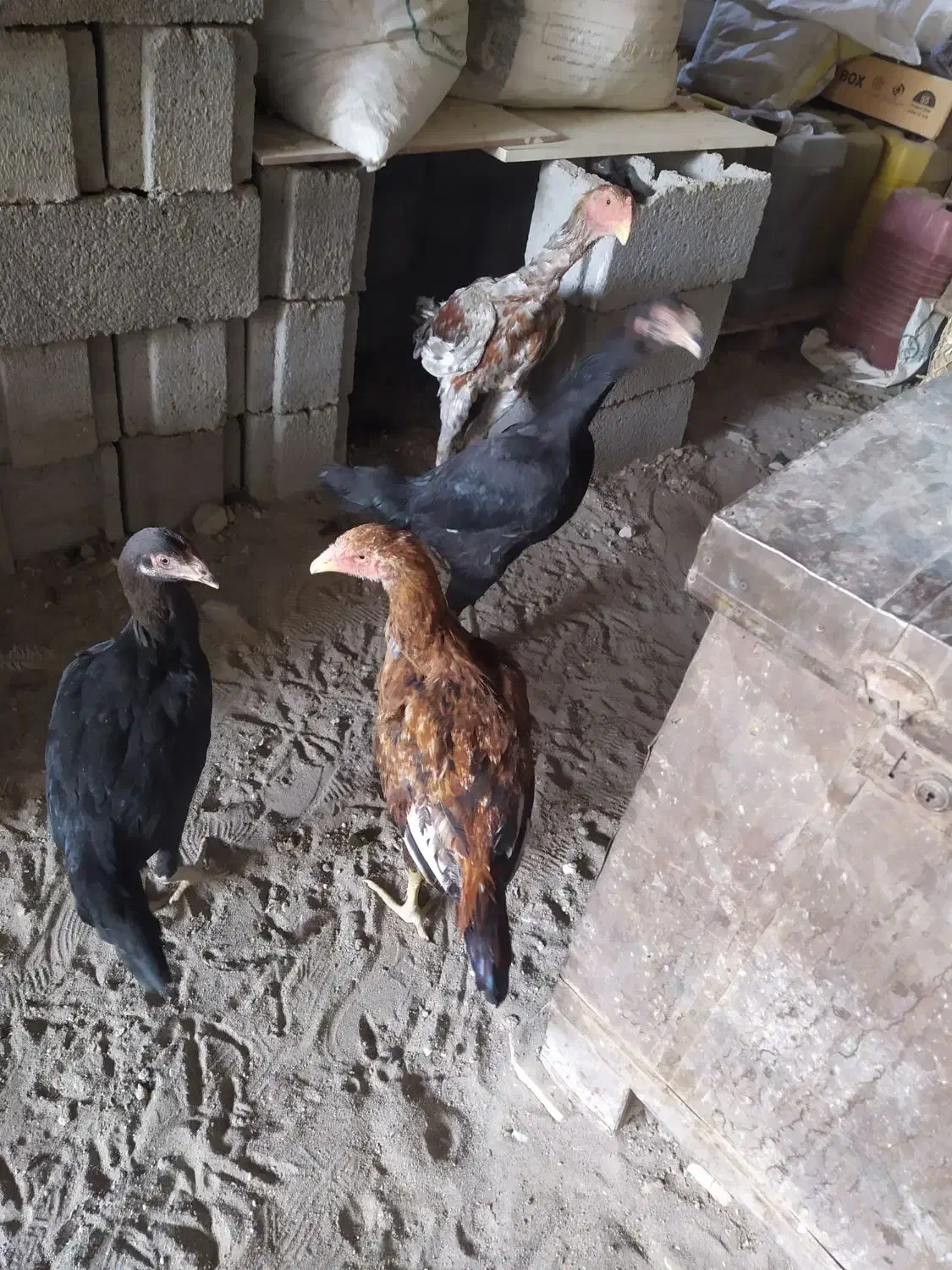 لاری ، محلی ،بوقلمون|حیوانات مزرعه|بناب, |دیوار