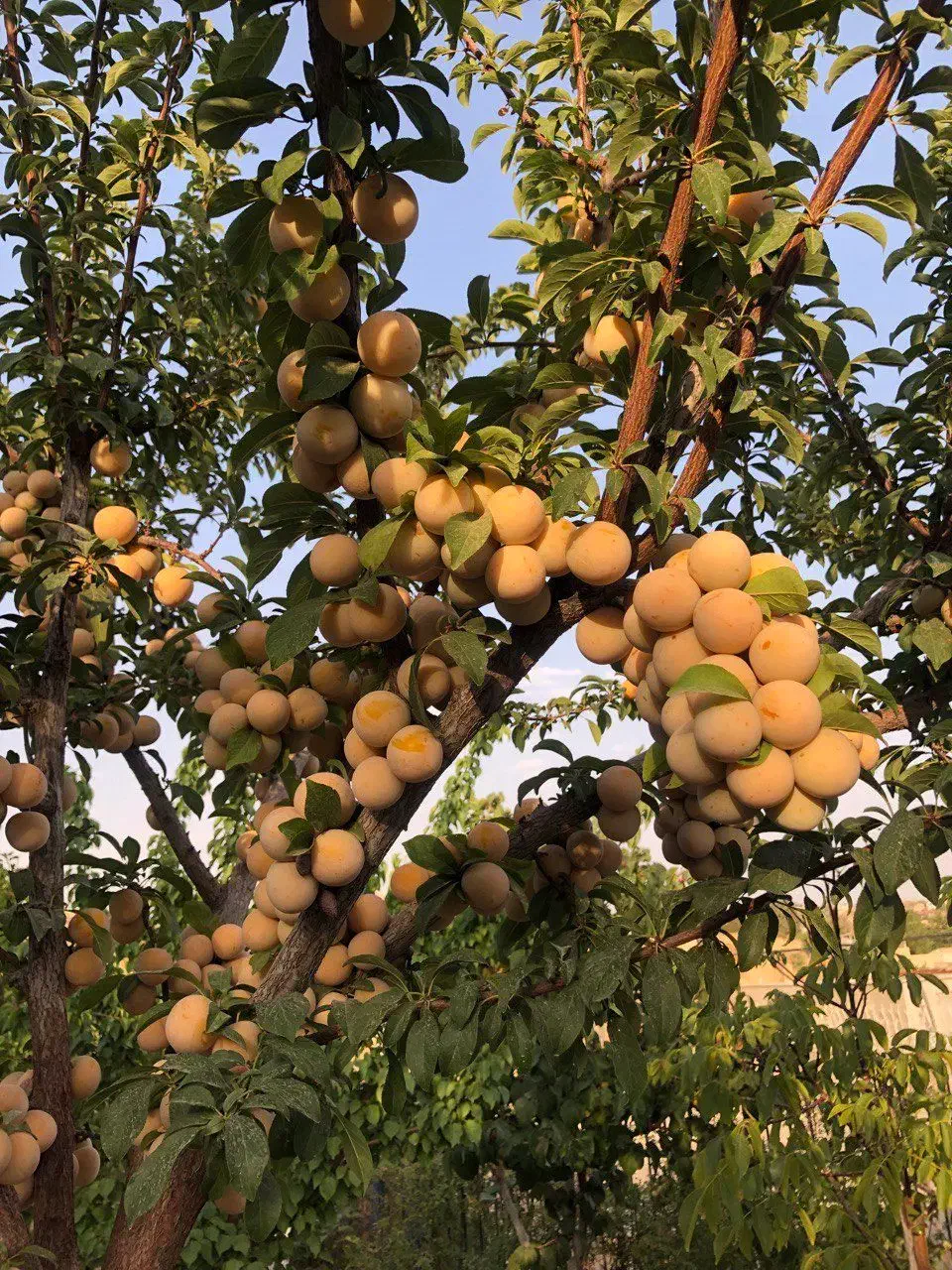 فروش باغ ویلا|فروش خانه و ویلا|بومهن, |دیوار