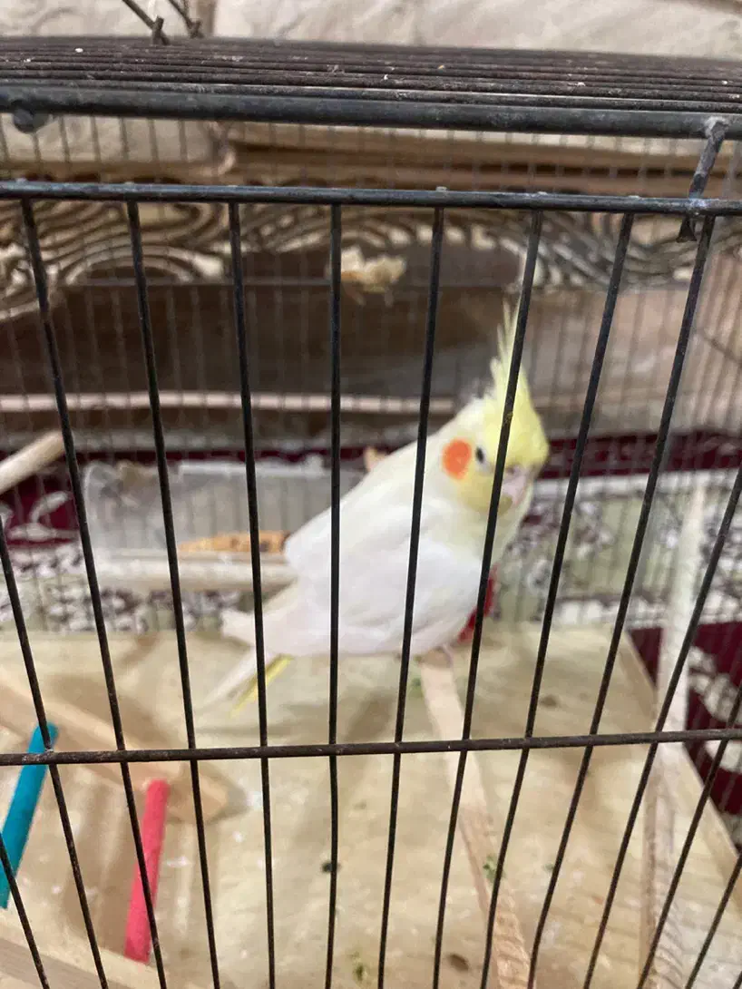 عروس هلندی لوتینو ماده|پرنده|صومعه‌سرا, |دیوار