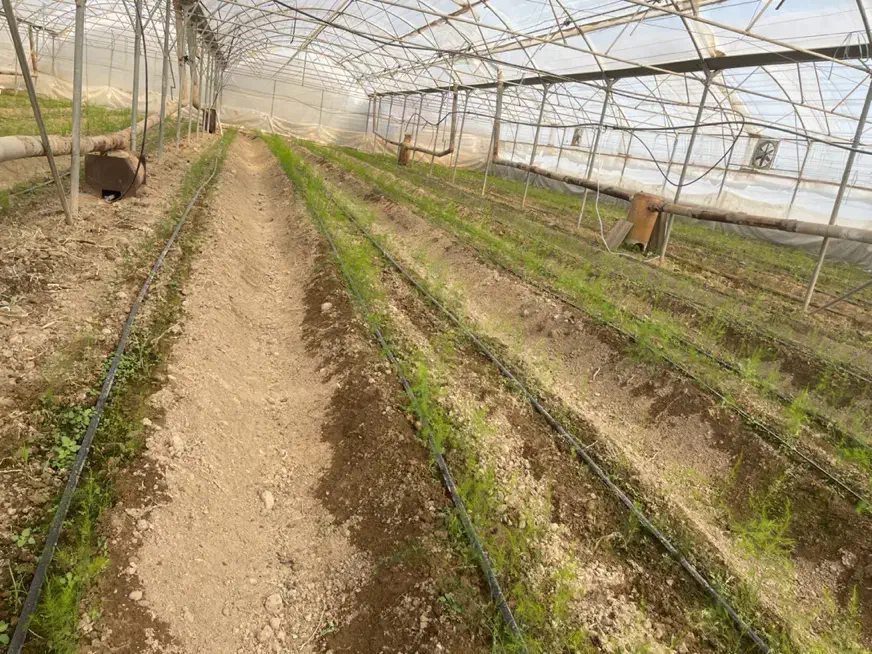 اجاره گلخانه ۵۰۰۰متری ورامین|اجارهٔ دفتر صنعتی، کشاورزی، تجاری|تهران, آبشار|دیوار