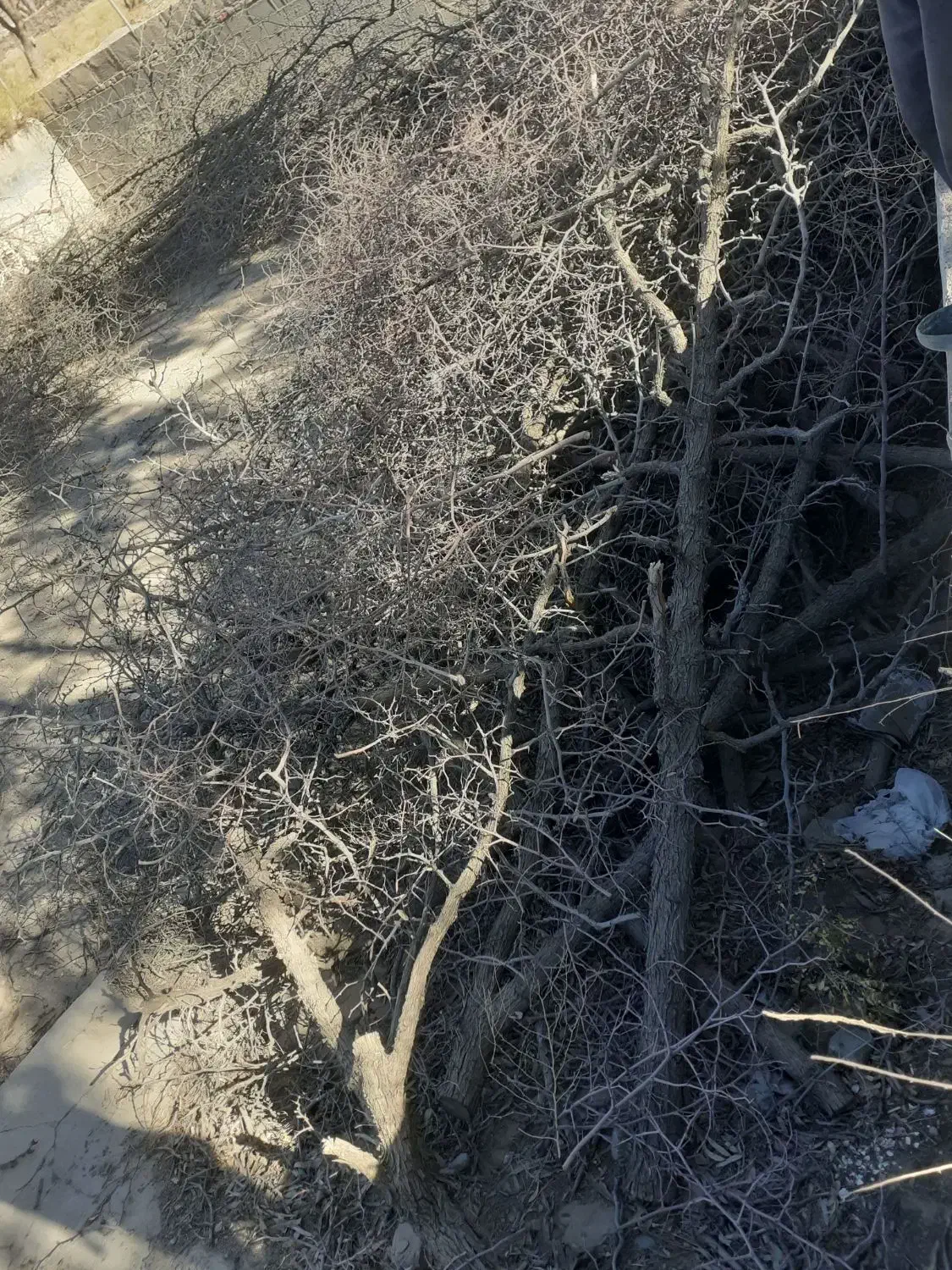 چوب خشک عناب وتوت .|لوازم جانبی حیوانات|بیرجند, |دیوار