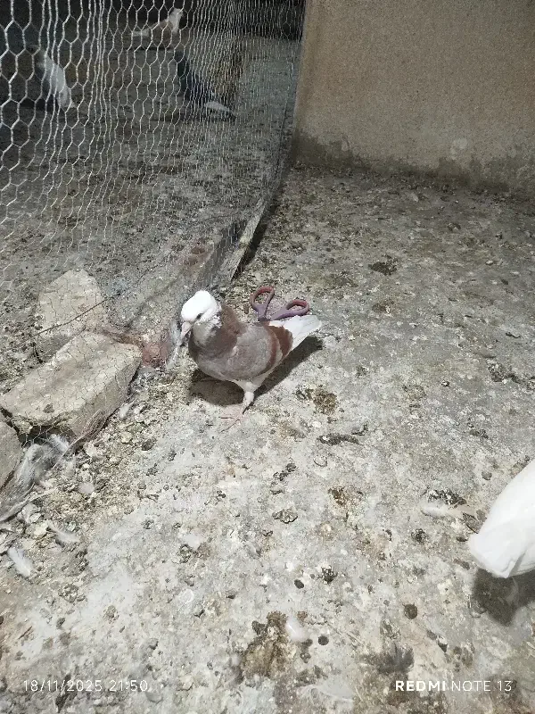 سفید کاکل گمشده|پرنده|سراوان, |دیوار