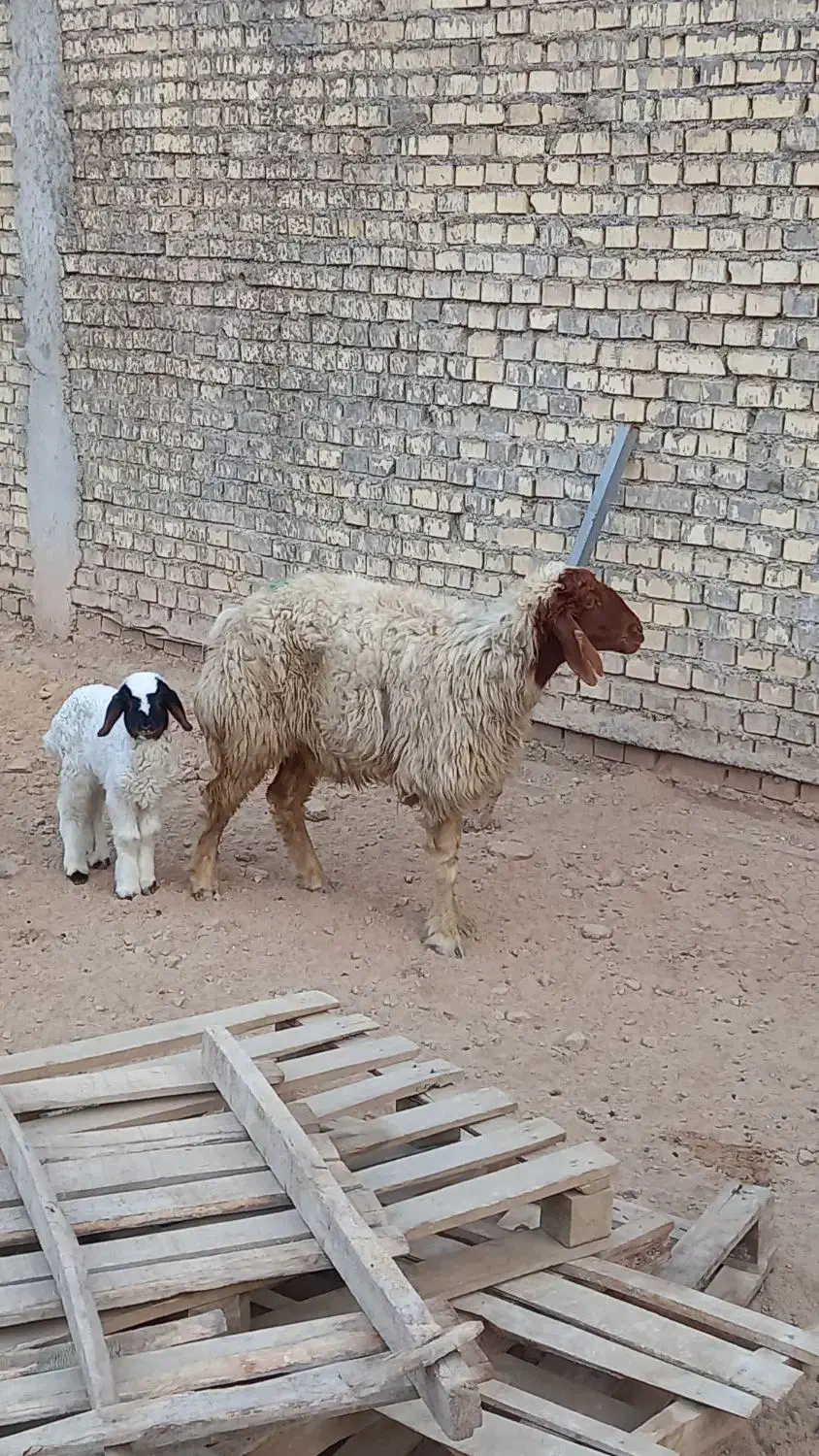 گوسفندعراقی درجه یک|حیوانات مزرعه|کارون, |دیوار