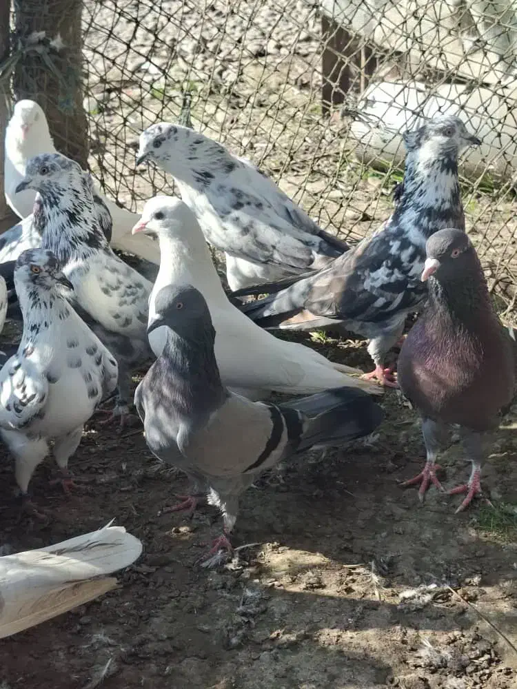 کفترخوب|پرنده|آستانه اشرفیه, |دیوار