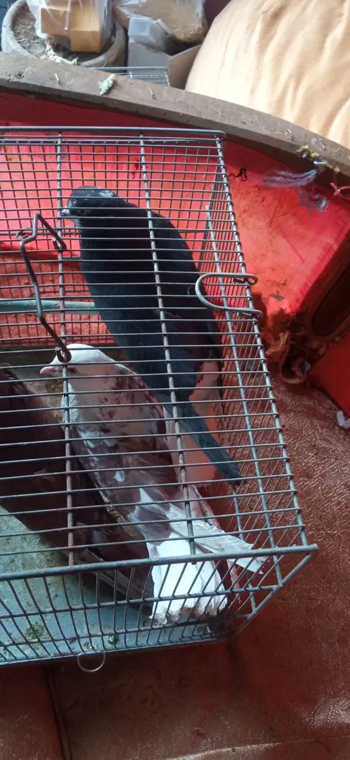 سهره کفتر عروس فنج نرگسی|پرنده|قم, بکایی|دیوار