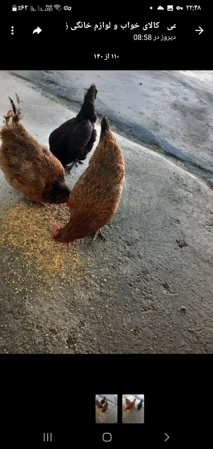 مرغ تخمی|حیوانات مزرعه|پیر سلیمان, |دیوار