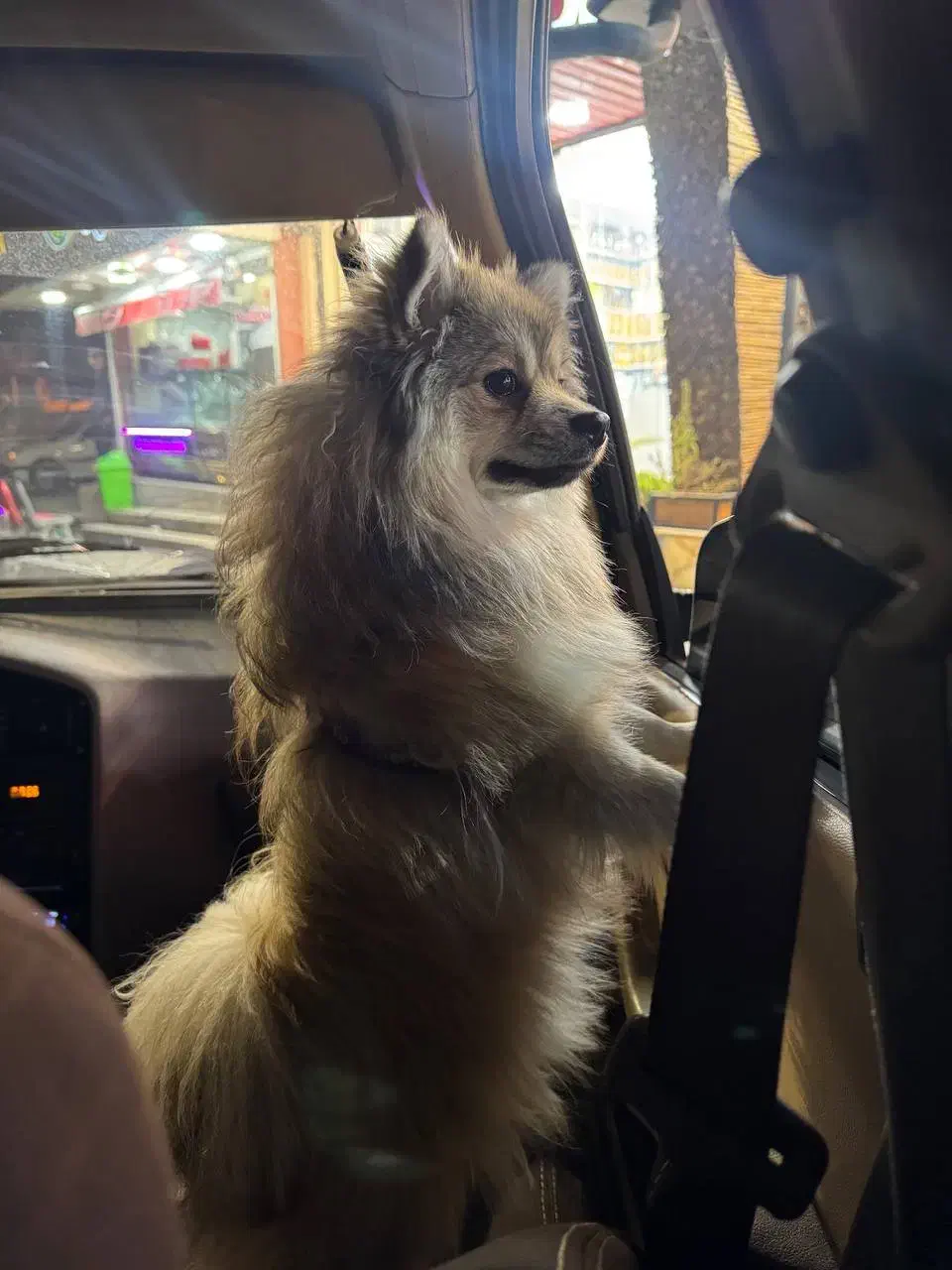 گم شده|حیوانات|ایلام, |دیوار