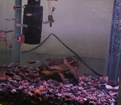 لجن خوار|ماهی|قم, عمار یاسر|دیوار