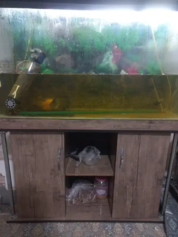 اکواریوم شیشه خم|ماهی|رباط‌کریم, نصیرشهر|دیوار