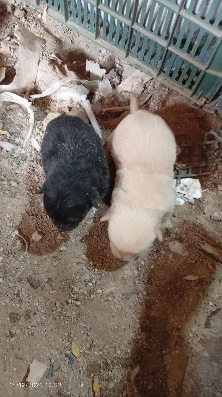 توله پاکوتاه شی.تزو واگذاری|سگ|صادق آباد, |دیوار