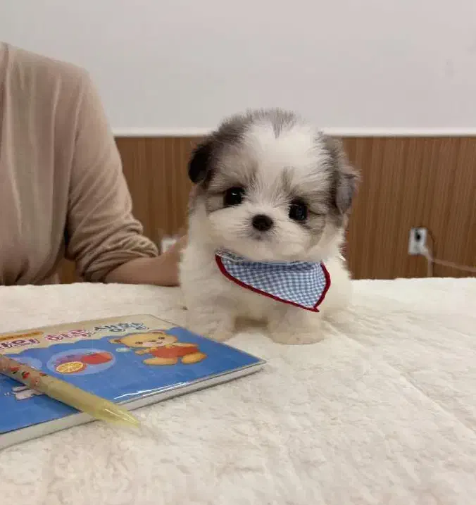 پامر ، شیتزو|سگ|رشت, سعدی (تختی)|دیوار