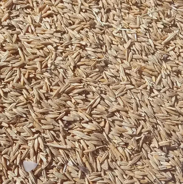 جو دیم|عمده‌فروشی|ماهیدشت, |دیوار
