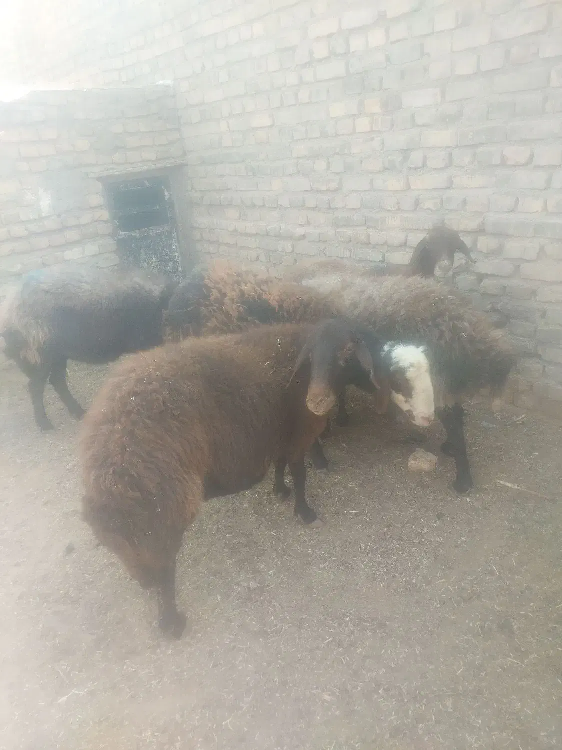 میش داشتی با یک بره نر برای قوچ|حیوانات مزرعه|تربتحیدریه, بالا ولایت|دیوار