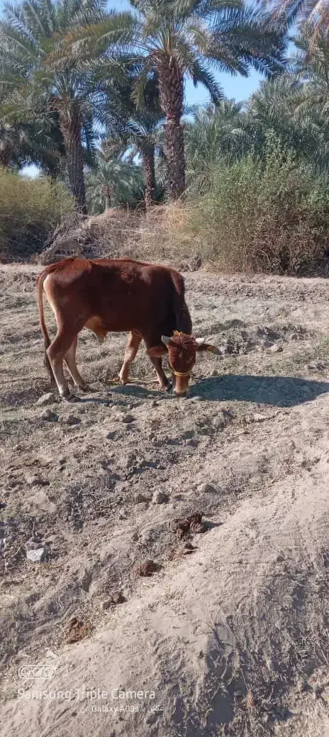 موفت ...فروش گوساله۲سال۷ماه|حیوانات مزرعه|منوجان, |دیوار