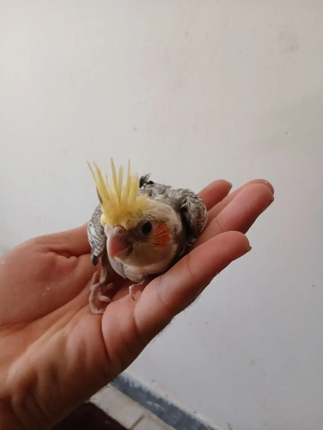 دوتا جوجه عروس سرلاکی نر سوپر تاج|پرنده|کوهدشت, |دیوار