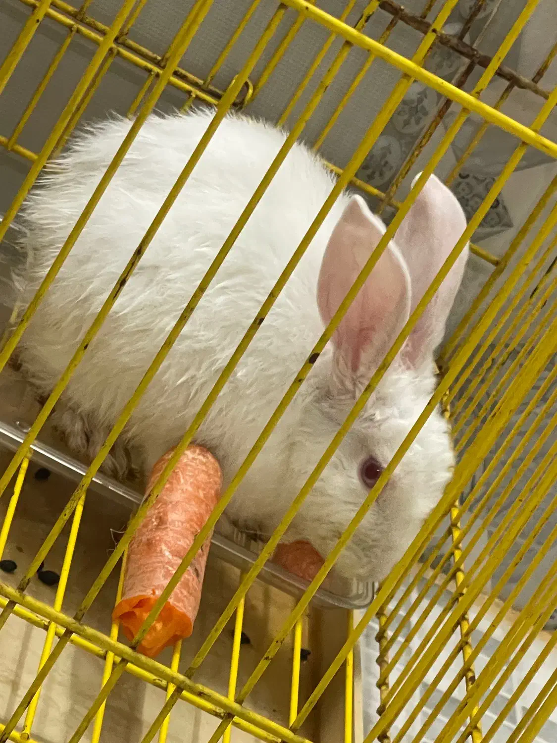 خرگوش|موش و خرگوش|پرند, فاز ۶|دیوار