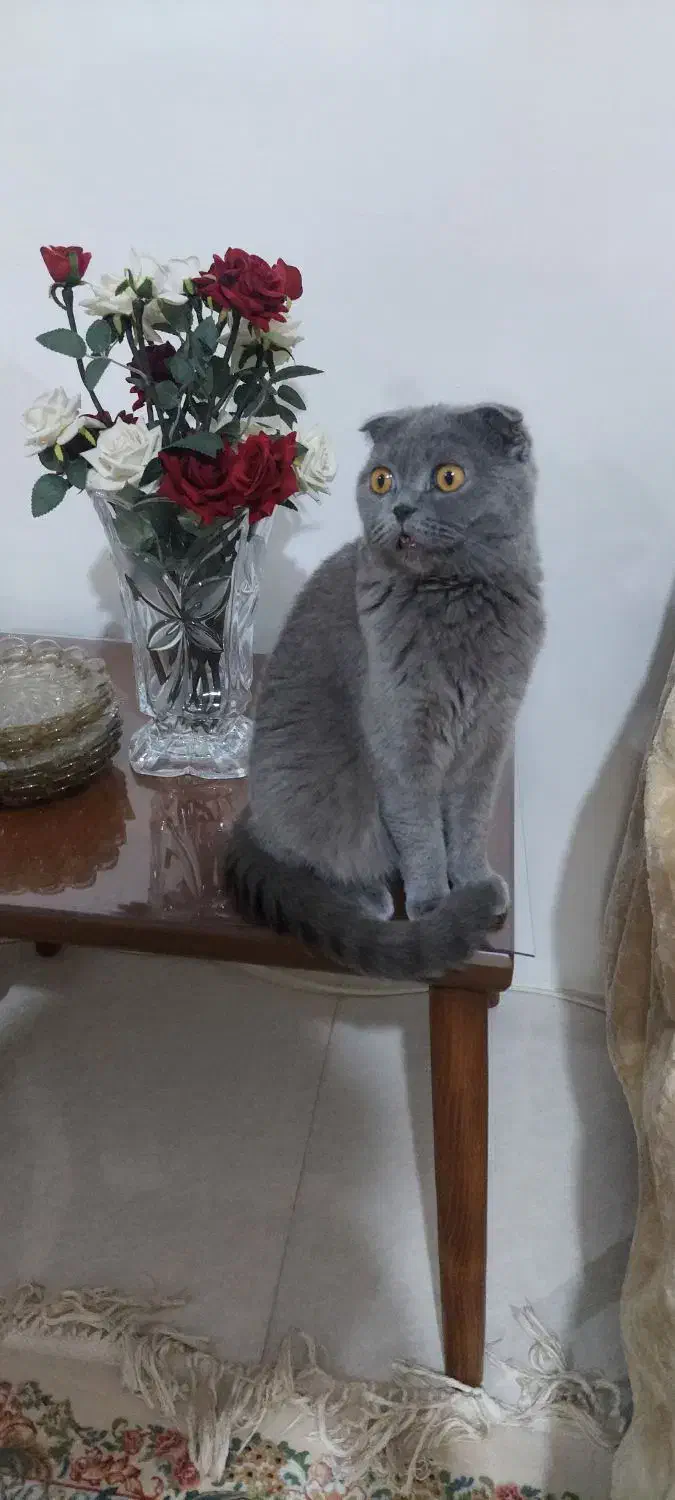 اسکاتیش ماده|گربه|گرگان, |دیوار