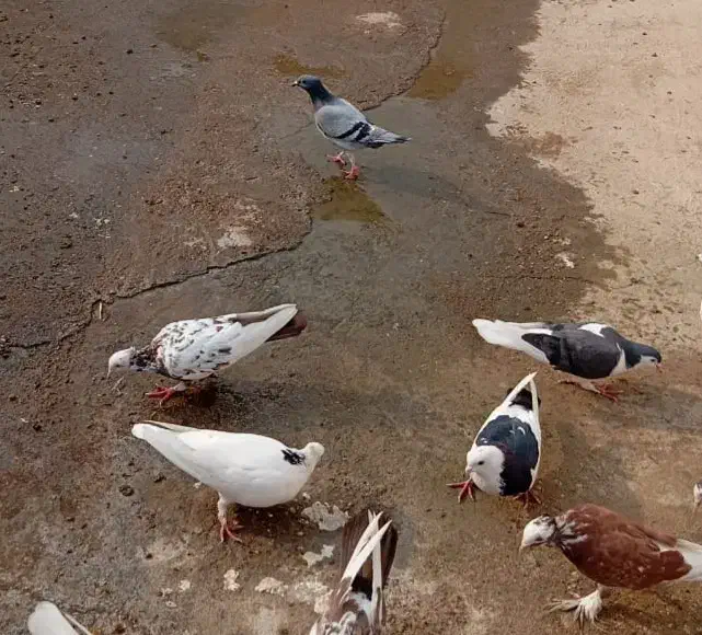 کبوتر کشتی یا آشغالی|پرنده|شوشتر, |دیوار