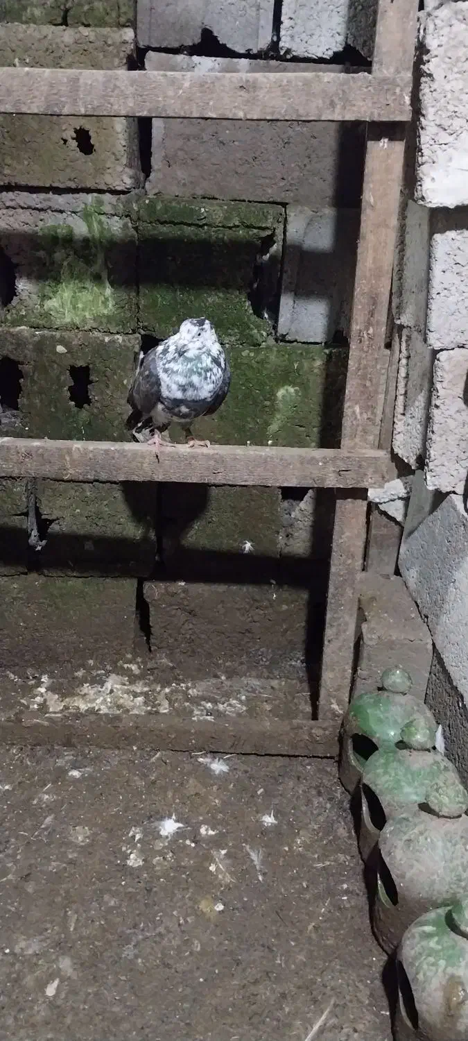 دونه ای ۱۷۰|پرنده|آستانه اشرفیه, |دیوار