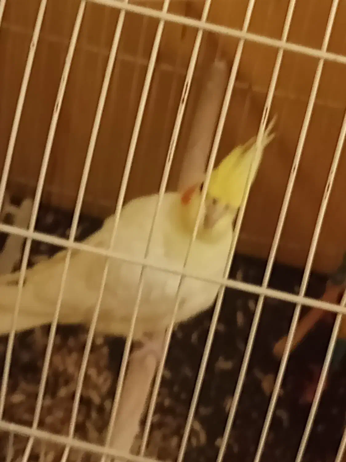 عروس هلندی لیتونو ماده بی سرو صدا|پرنده|فارسان, |دیوار