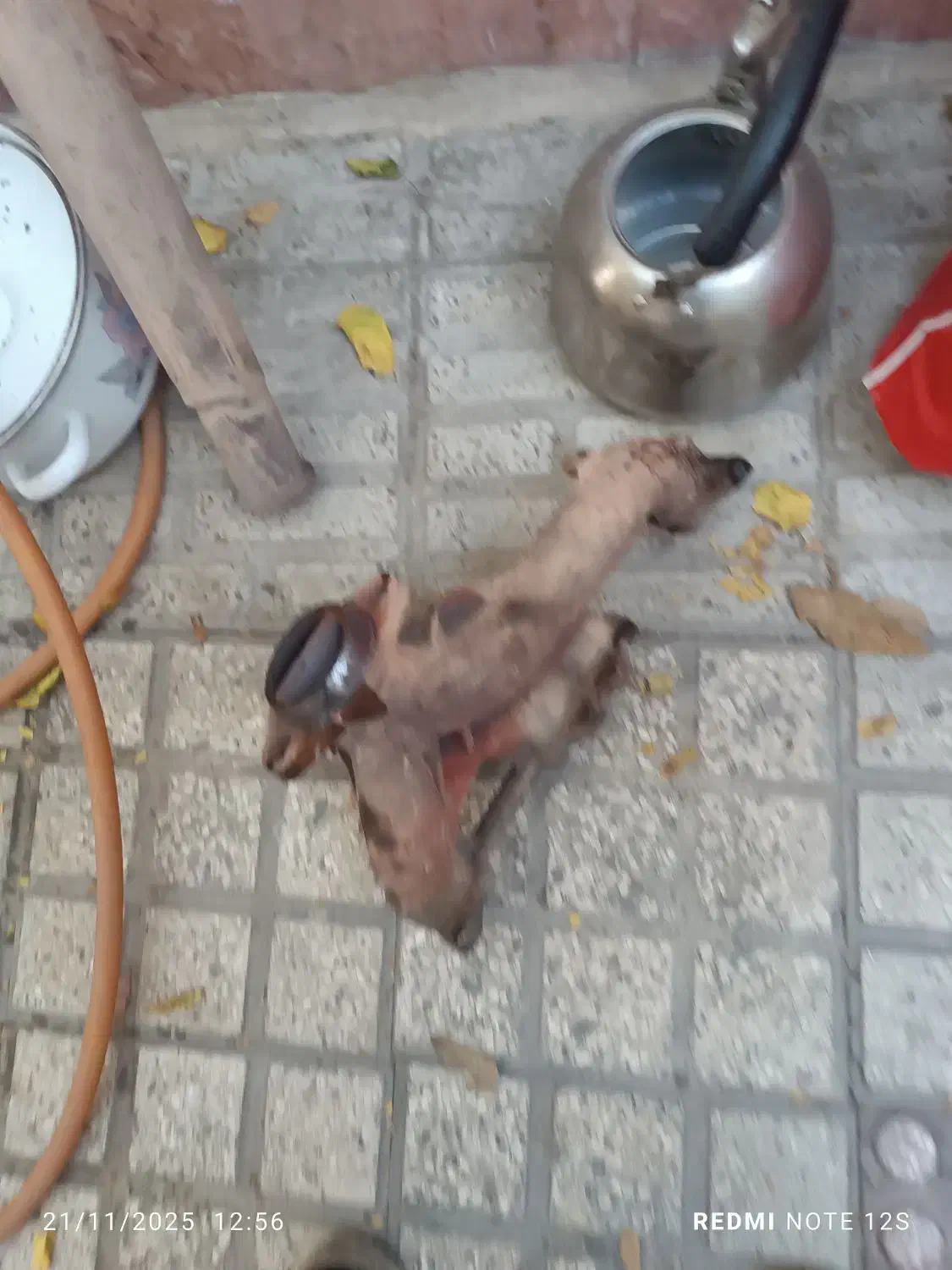 هدرز و منبع فابریک پژو|قطعات یدکی و لوازم جانبی|مشکین‌دشت, |دیوار