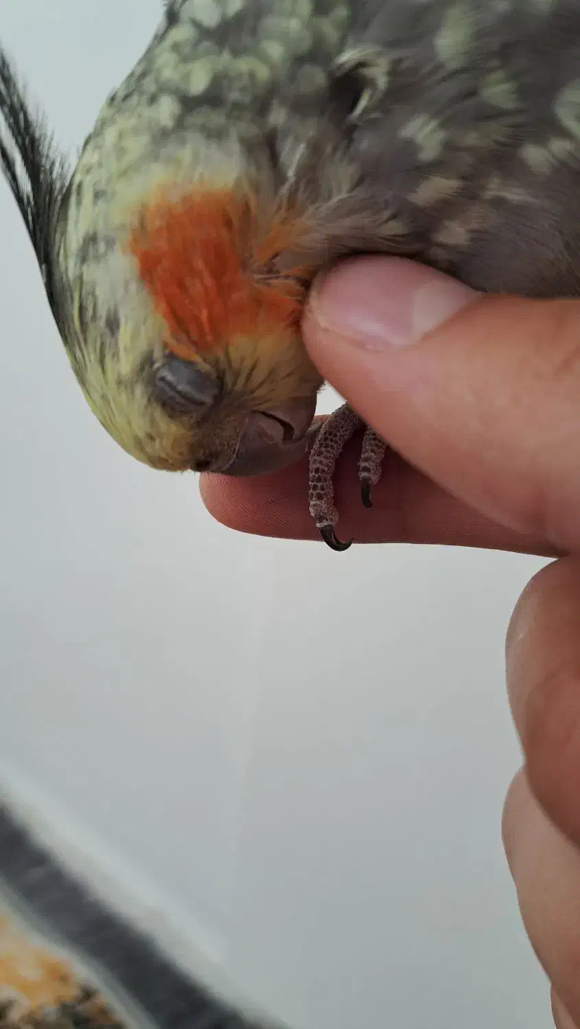 عروس هلندی طوطی|پرنده|باغستان, |دیوار